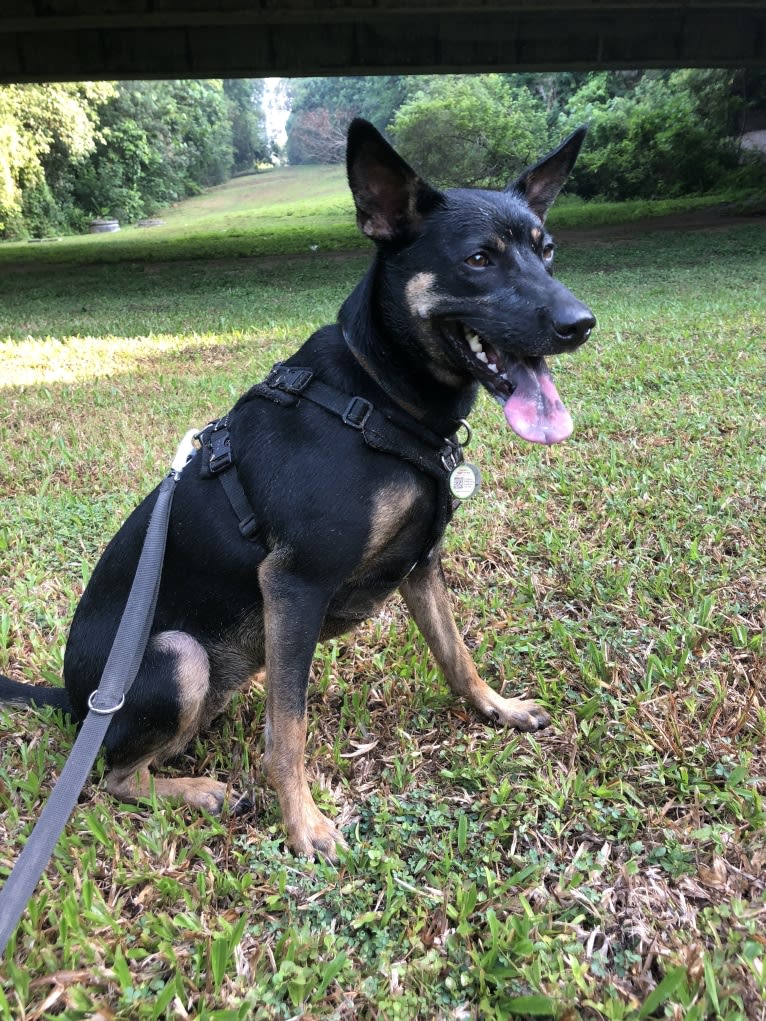 Ruby Forest, a Southeast Asian Village Dog tested with EmbarkVet.com