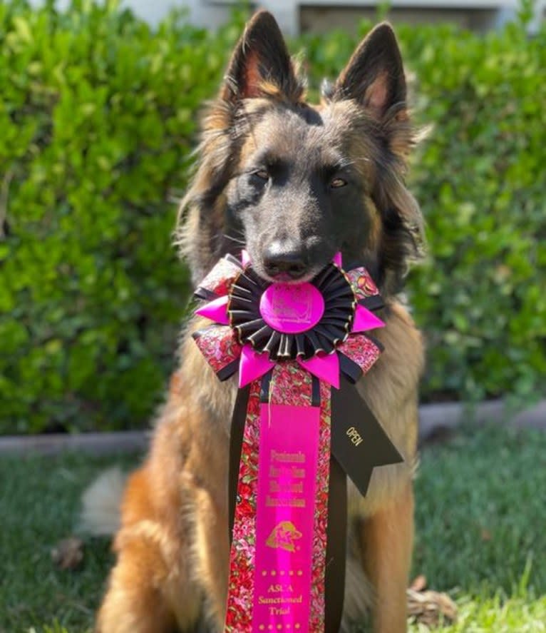 Rush, a Belgian Shepherd tested with EmbarkVet.com