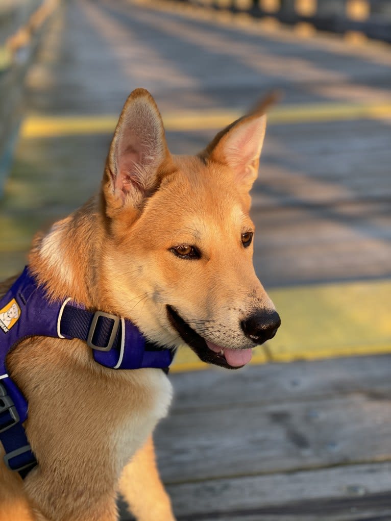 Dax, a Carolina Dog tested with EmbarkVet.com