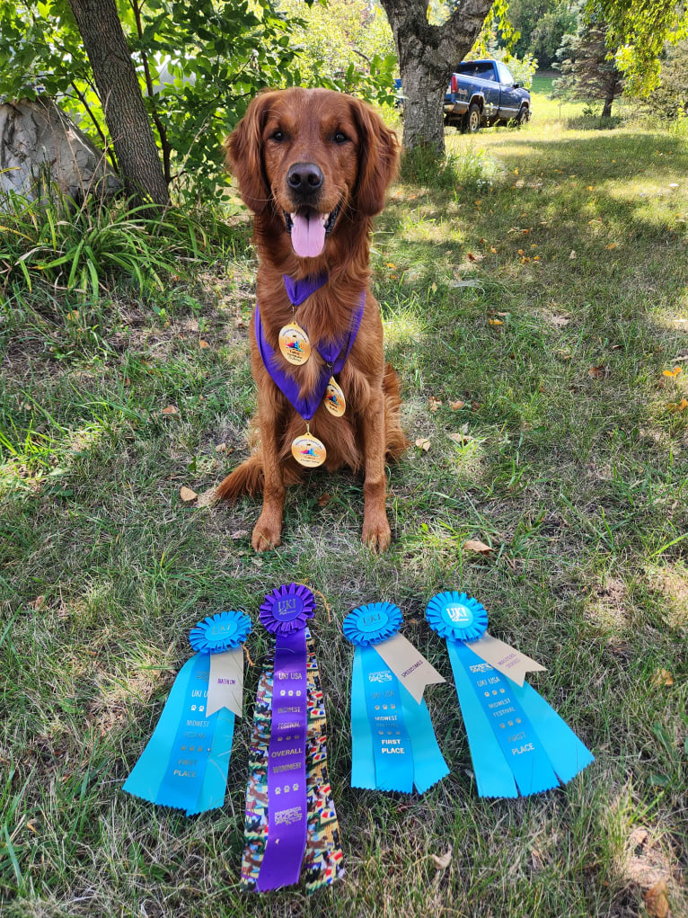 Eclipse, a Golden Retriever tested with EmbarkVet.com