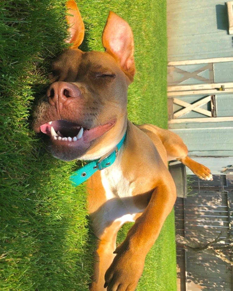 Jasper, an American Bully tested with EmbarkVet.com