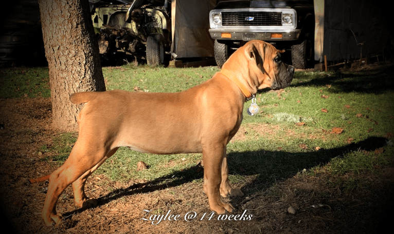 Zaylee, a Boerboel tested with EmbarkVet.com