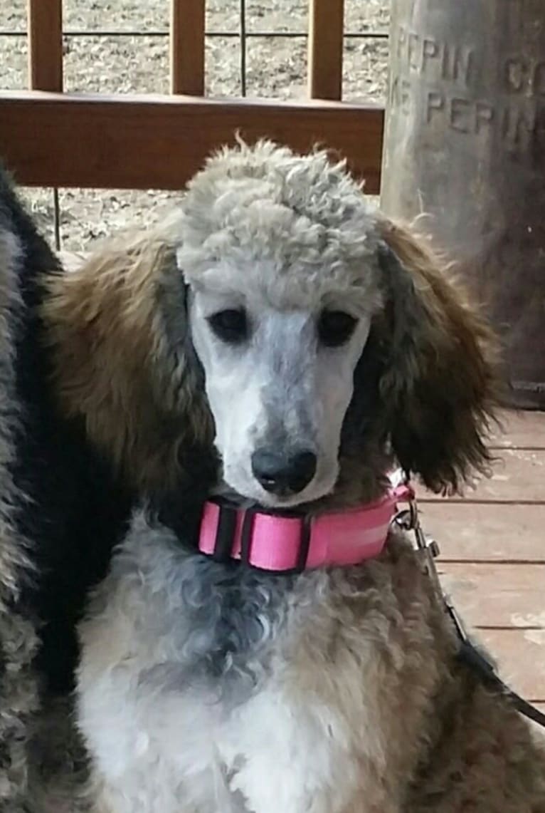Bella Rose, a Poodle (Standard) tested with EmbarkVet.com