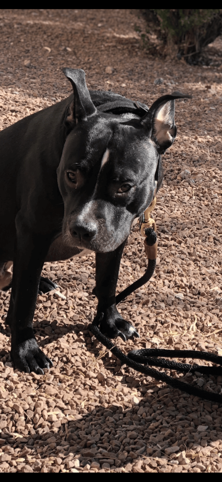 Mickey, an American Bully tested with EmbarkVet.com