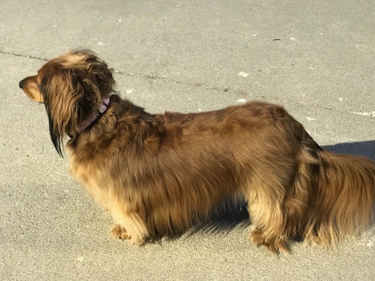 Hattie, a Dachshund (4.3% unresolved) tested with EmbarkVet.com