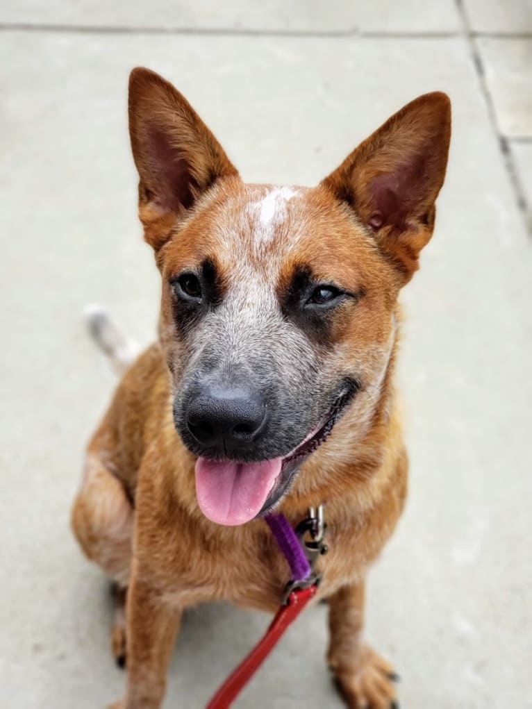 Delta, an Australian Cattle Dog tested with EmbarkVet.com