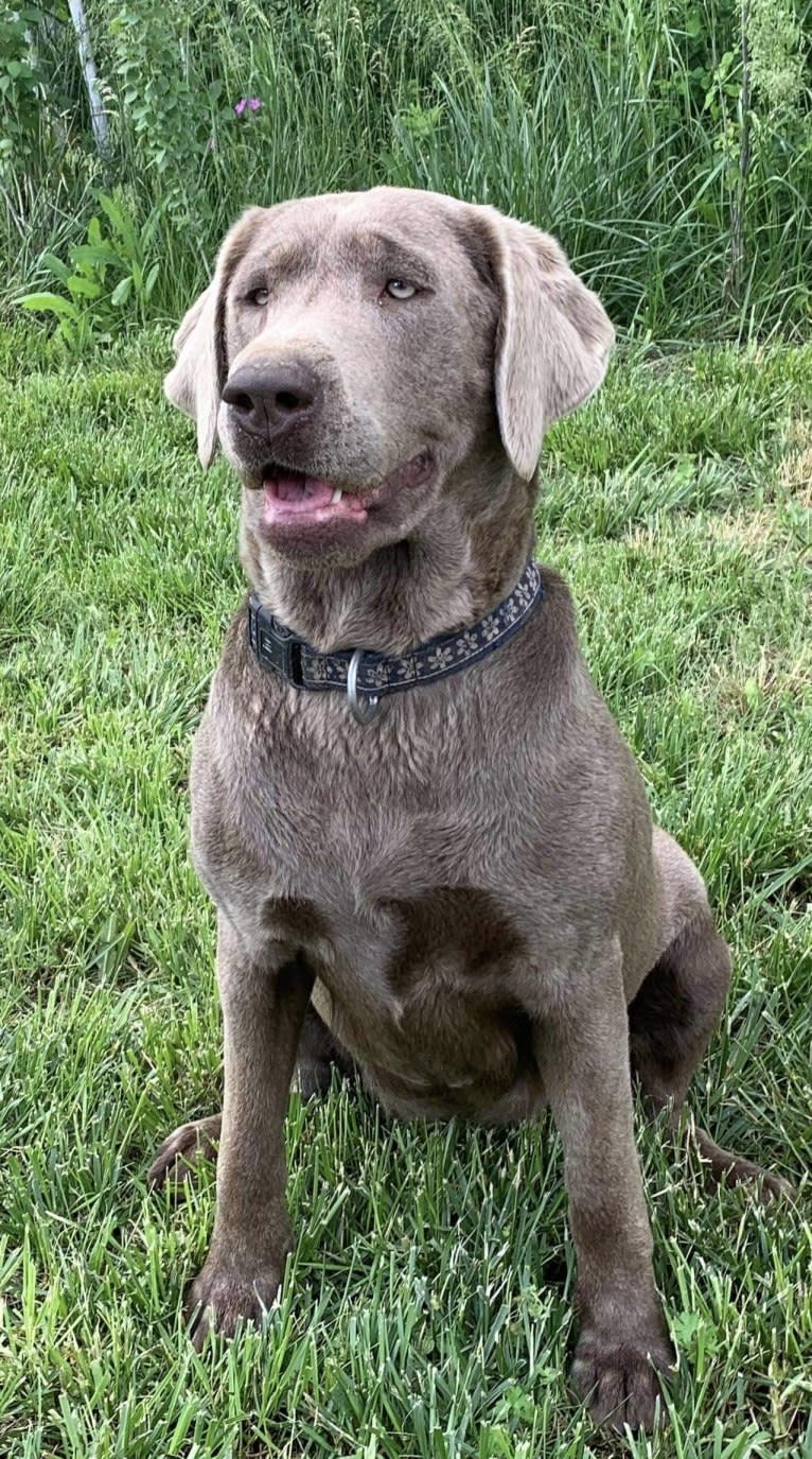 Lina, a Labrador Retriever tested with EmbarkVet.com