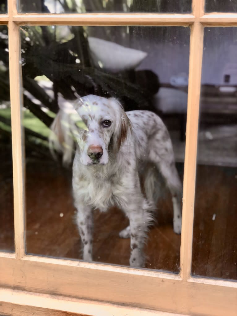 Argus, a Llewellin Setter tested with EmbarkVet.com