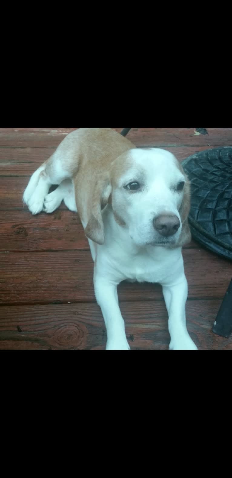 BB (Big Boy), a Beagle tested with EmbarkVet.com