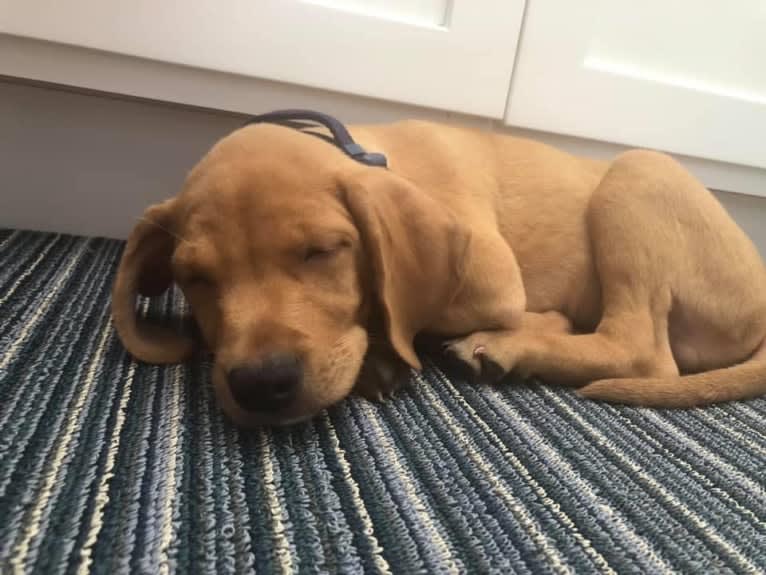 Photo of Murphy, a Pointer, Labrador Retriever, Golden Retriever, Beagle, and Boxer mix in East Haven, Connecticut, USA
