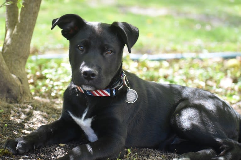 Mooshie, an American Pit Bull Terrier and German Shepherd Dog mix tested with EmbarkVet.com