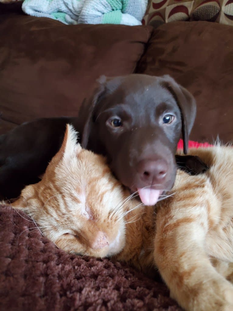 Zephyr, a Labrador Retriever tested with EmbarkVet.com