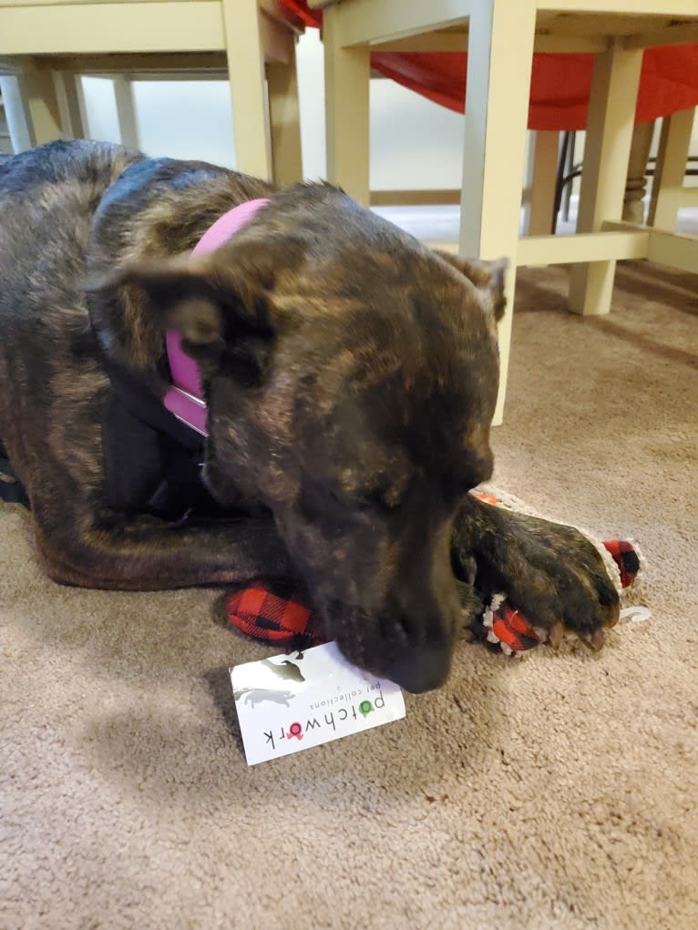 Roxie D, a Boxer and German Shepherd Dog mix tested with EmbarkVet.com
