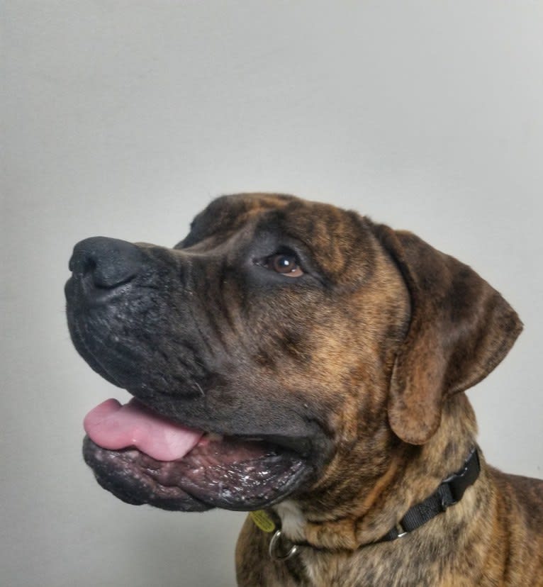 Nappa, a Boerboel tested with EmbarkVet.com