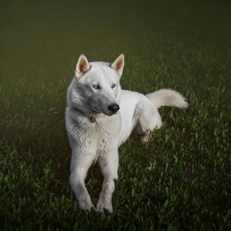 DEMON, a Gerberian Shepsky (5.0% unresolved) tested with EmbarkVet.com