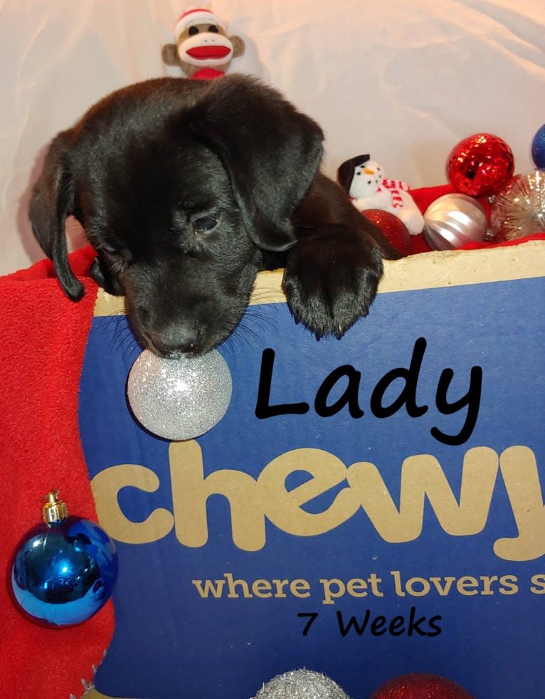 Lady, a Labrador Retriever tested with EmbarkVet.com