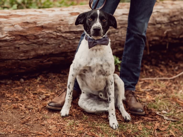 Riley, a German Shorthaired Pointer and Australian Cattle Dog mix tested with EmbarkVet.com