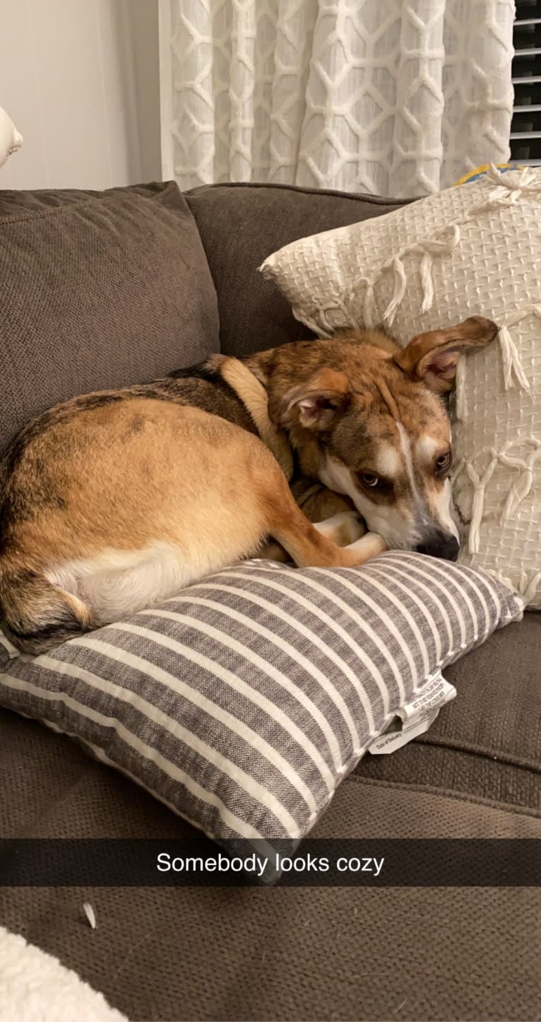 Beau, a Siberian Husky and American Bulldog mix tested with EmbarkVet.com