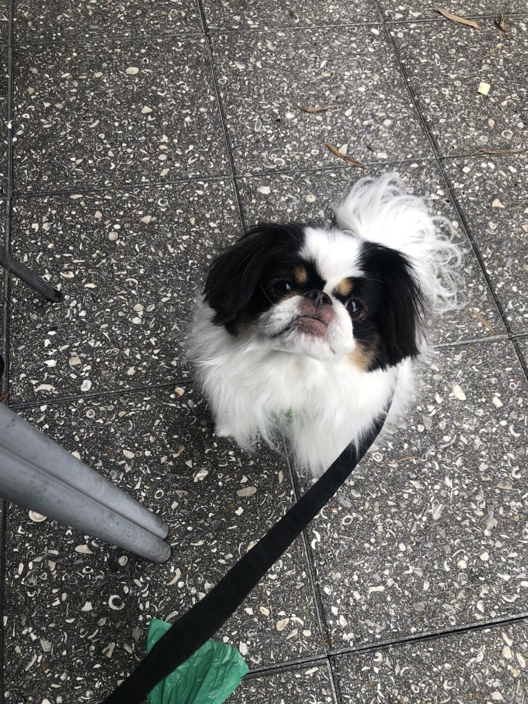 Cujo, a Japanese Chin tested with EmbarkVet.com