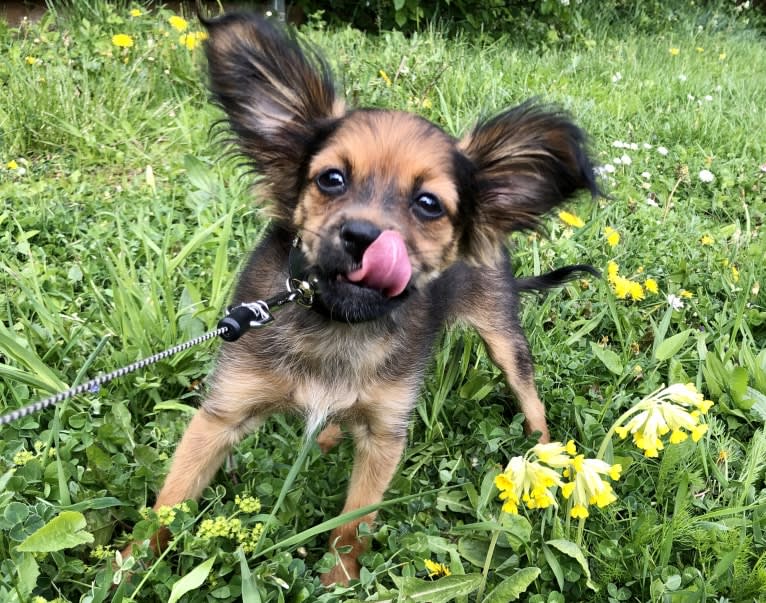 Dimitra, a Russian Toy tested with EmbarkVet.com