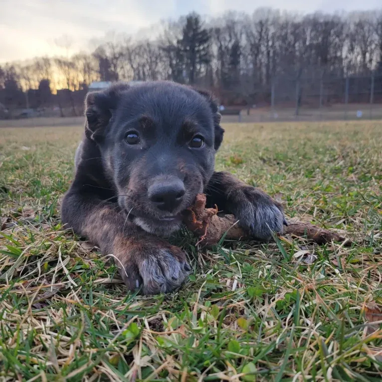 Zuko, a German Shepherd Dog and Rottweiler mix tested with EmbarkVet.com