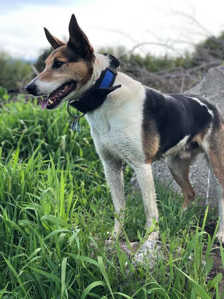 Shilho, a Border Collie and Russell-type Terrier mix tested with EmbarkVet.com