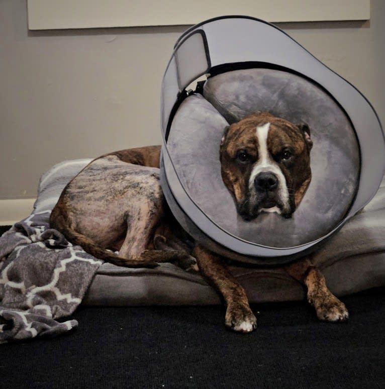 Loki, an American Pit Bull Terrier (4.7% unresolved) tested with EmbarkVet.com