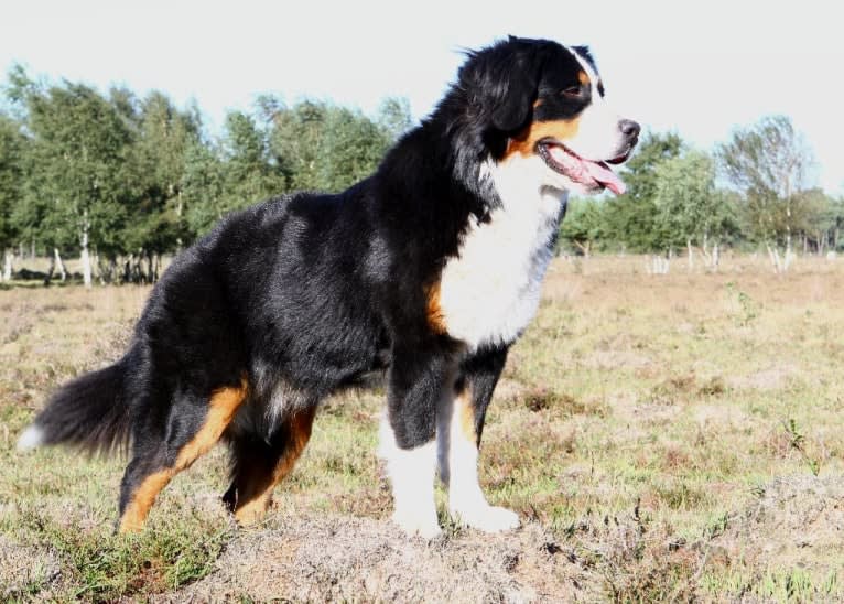 Lexi, a Bernese Mountain Dog tested with EmbarkVet.com