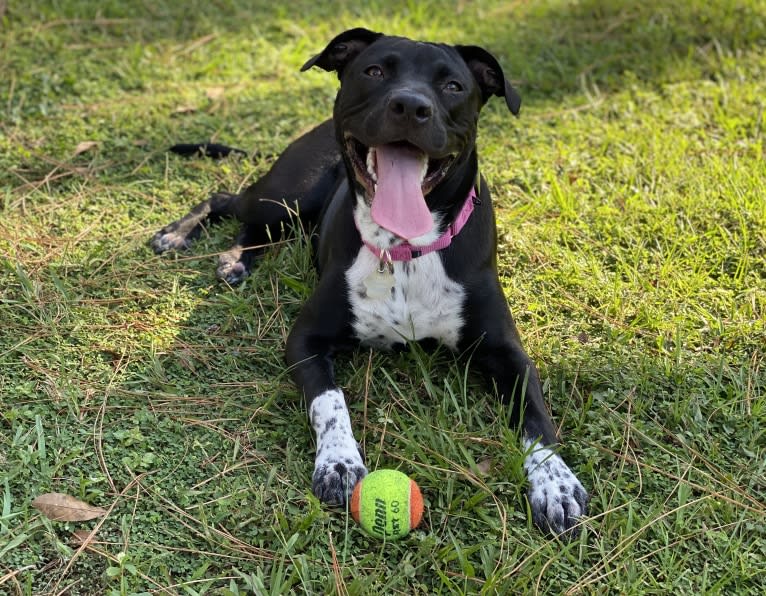 Twilight, an American Pit Bull Terrier and American Staffordshire Terrier mix tested with EmbarkVet.com