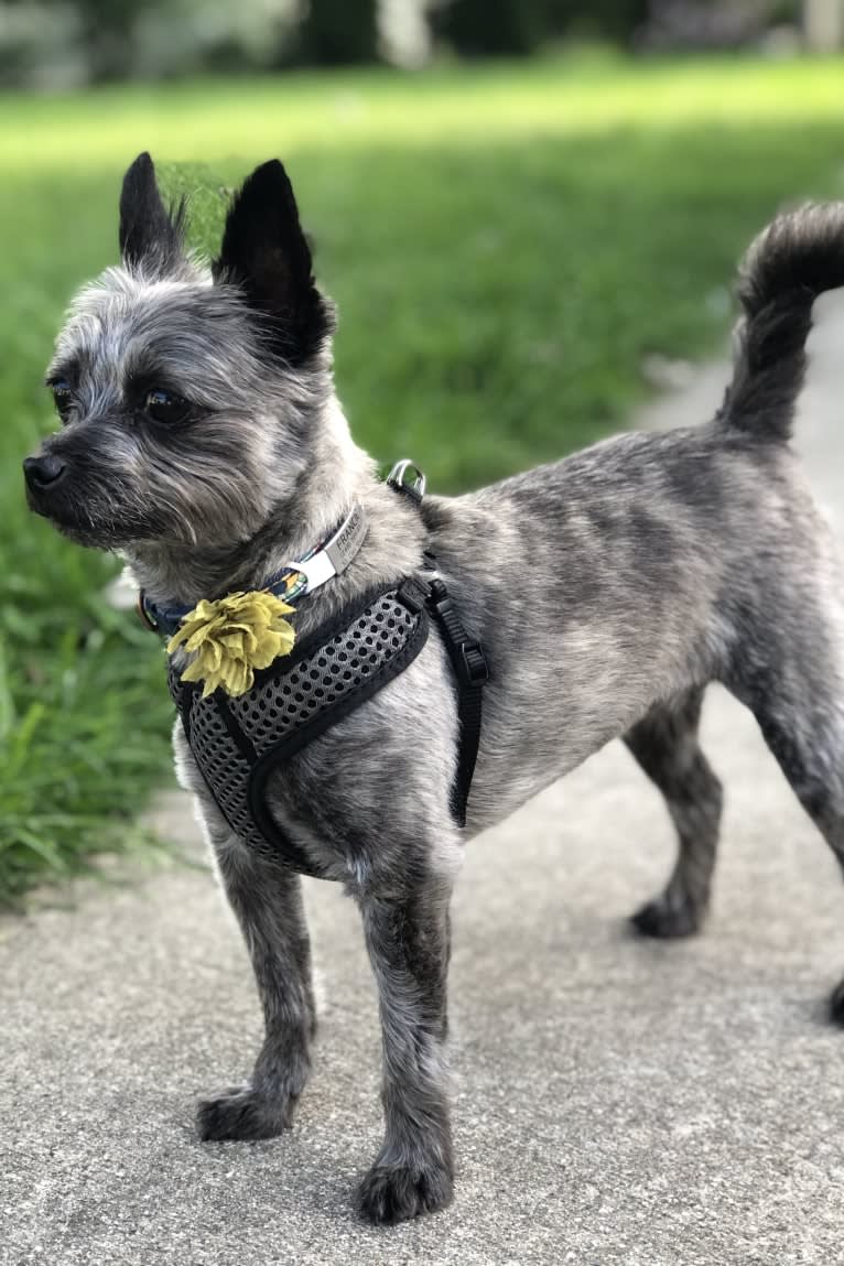 Francie, a Cairn Terrier and Yorkshire Terrier mix tested with EmbarkVet.com