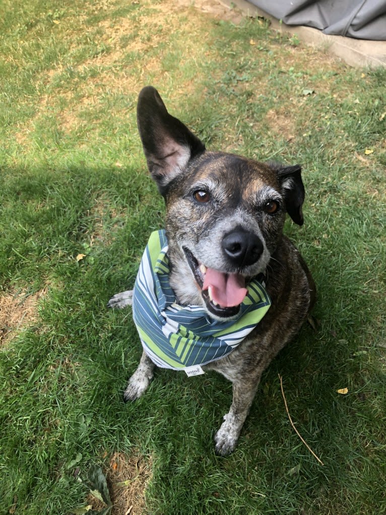 Charlie, an Australian Cattle Dog and Pug mix tested with EmbarkVet.com