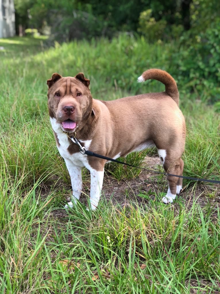 Lava, a Chinese Shar-Pei tested with EmbarkVet.com