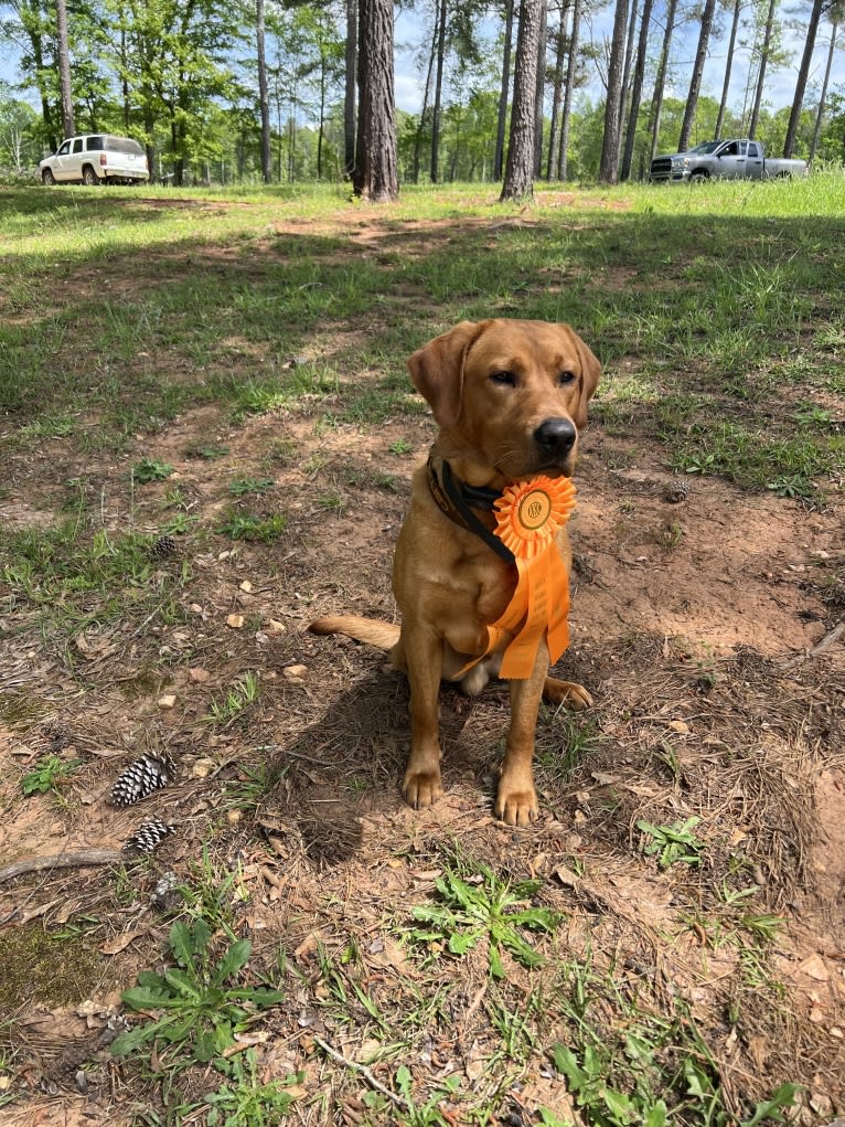 Rip, a Labrador Retriever tested with EmbarkVet.com