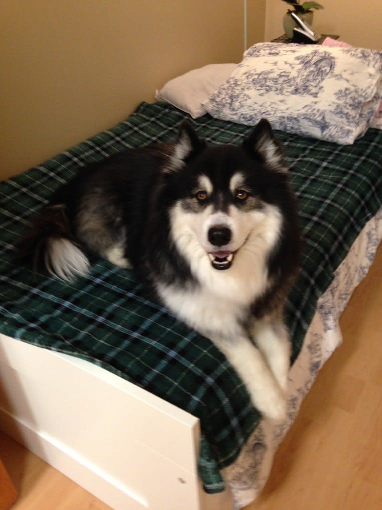 Nuvik, a Siberian Husky and Samoyed mix tested with EmbarkVet.com