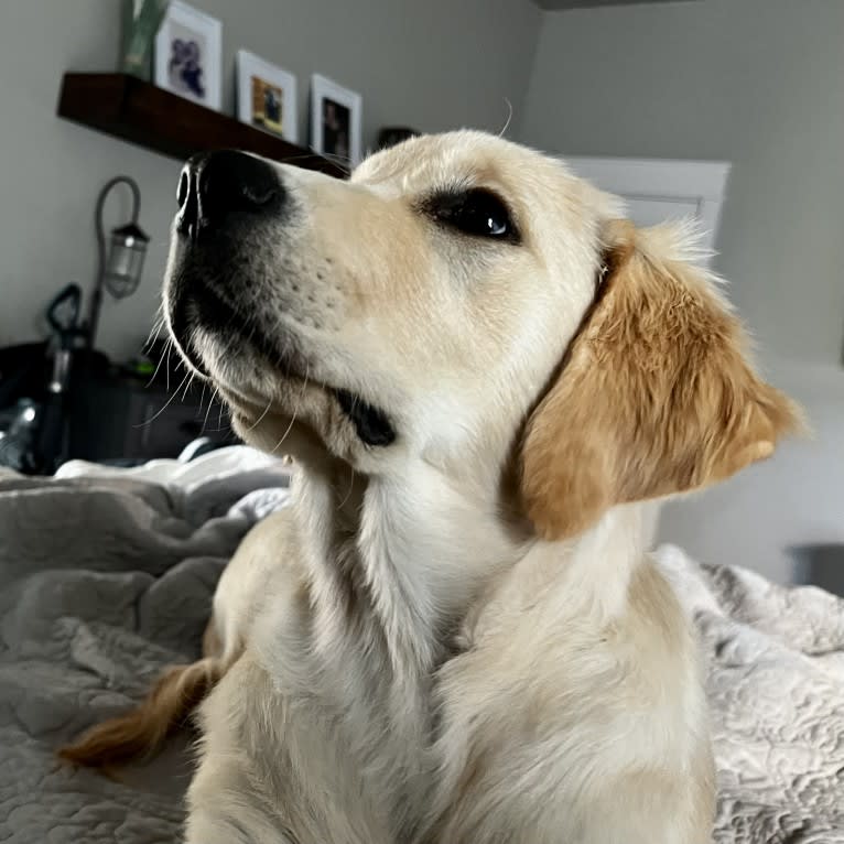 JACKIE, a Golden Retriever tested with EmbarkVet.com
