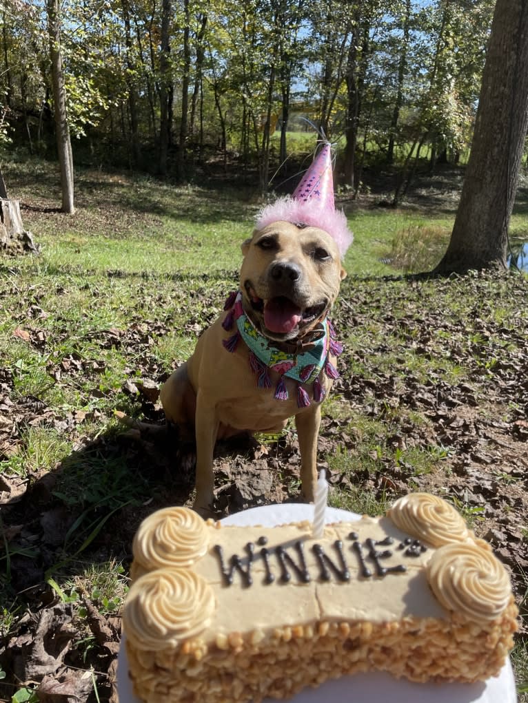 Winnie, an American Pit Bull Terrier tested with EmbarkVet.com