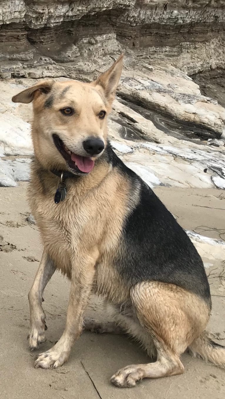 Indy, a German Shepherd Dog and Chow Chow mix tested with EmbarkVet.com