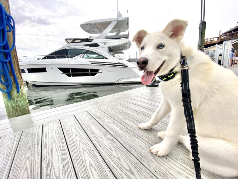 Dash, a Siberian Husky and German Shepherd Dog mix tested with EmbarkVet.com