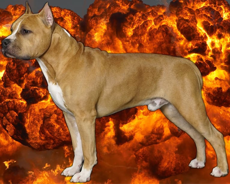 Eddard Stark, an American Staffordshire Terrier tested with EmbarkVet.com