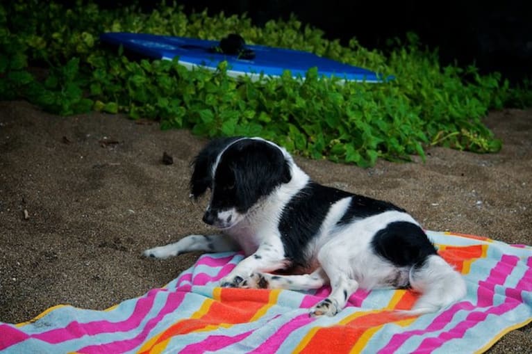 순이, a Cocker Spaniel and Miniature Pinscher mix tested with EmbarkVet.com