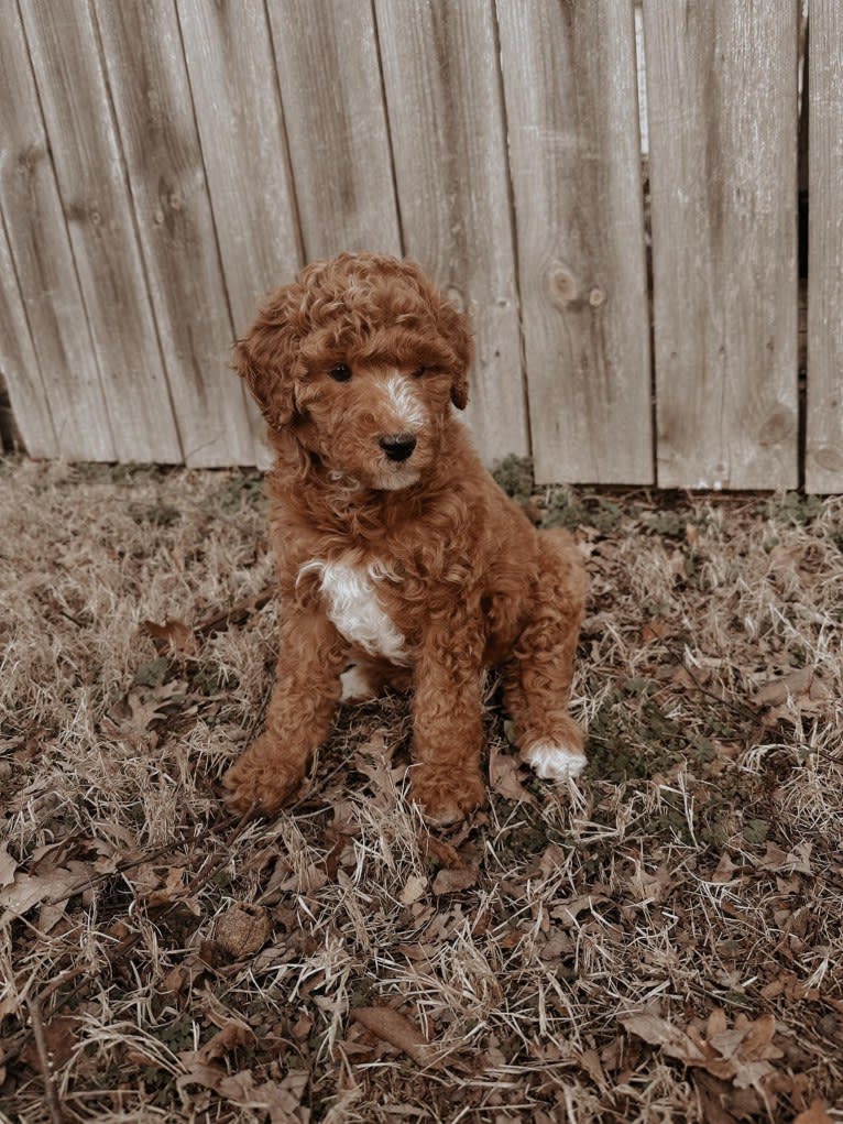 Lucy, a Poodle tested with EmbarkVet.com