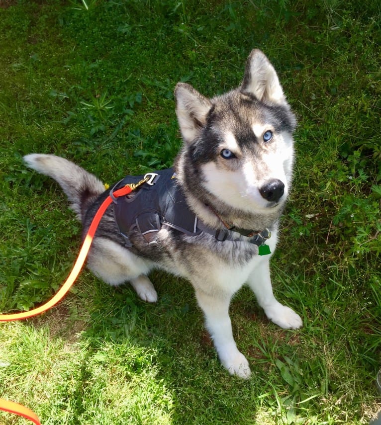 Flower, a Siberian Husky tested with EmbarkVet.com