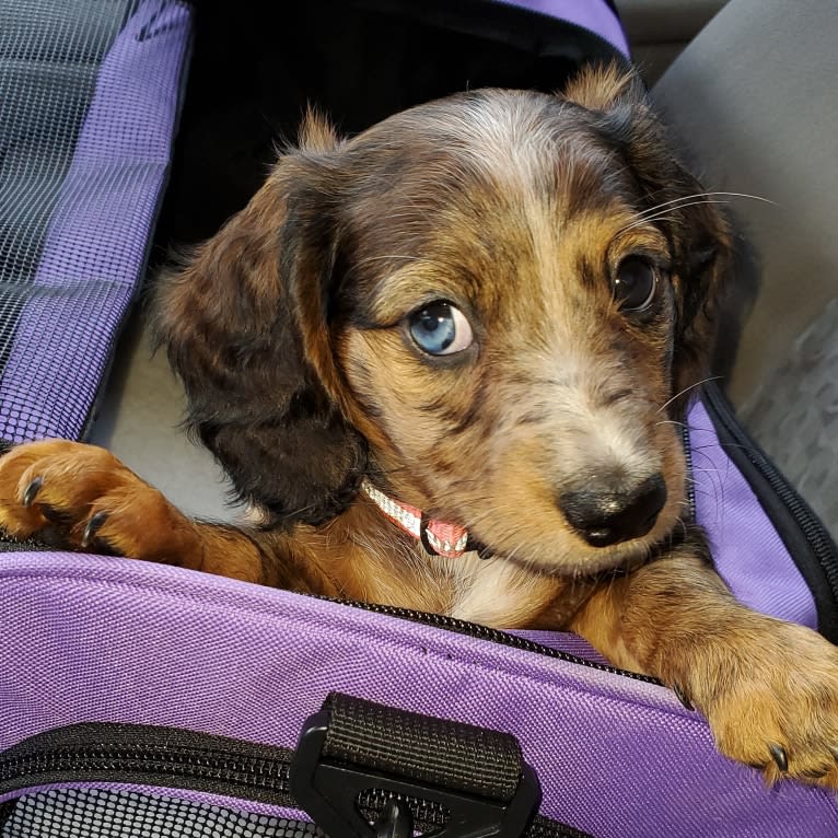 Maggie, a Dachshund tested with EmbarkVet.com