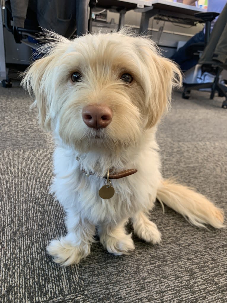 Murphy, a West Highland White Terrier and Shih Tzu mix tested with EmbarkVet.com