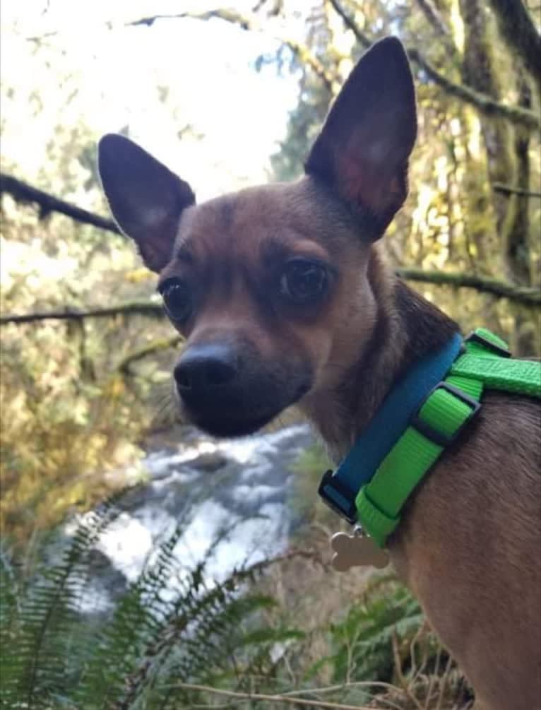 Moose, a Chihuahua and Miniature Pinscher mix tested with EmbarkVet.com