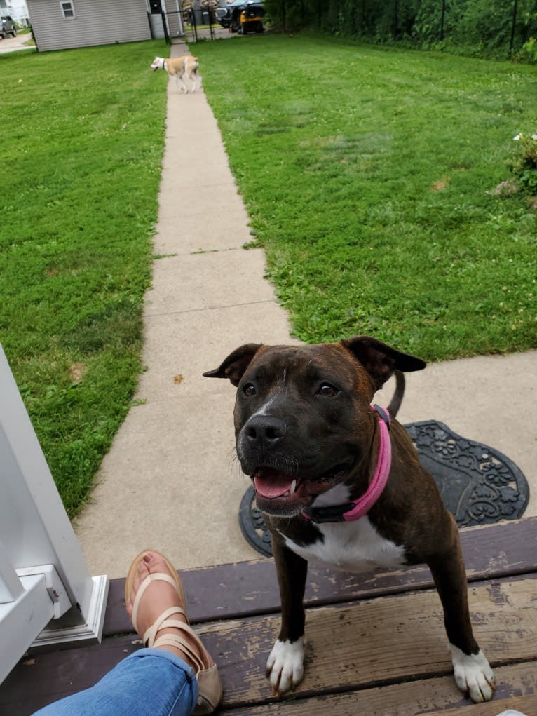 Holly Berry, an American Bully tested with EmbarkVet.com