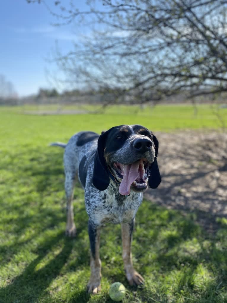 Leroy, a Bluetick Coonhound tested with EmbarkVet.com