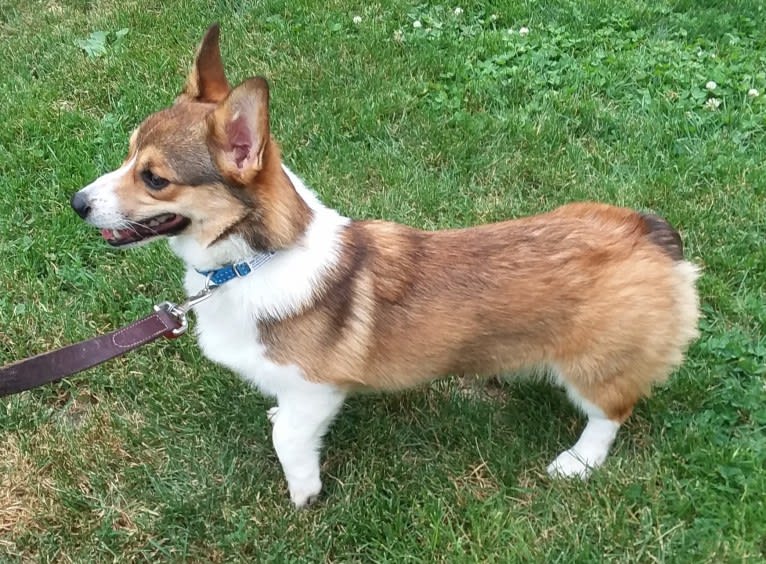 Miles, a Pembroke Welsh Corgi tested with EmbarkVet.com