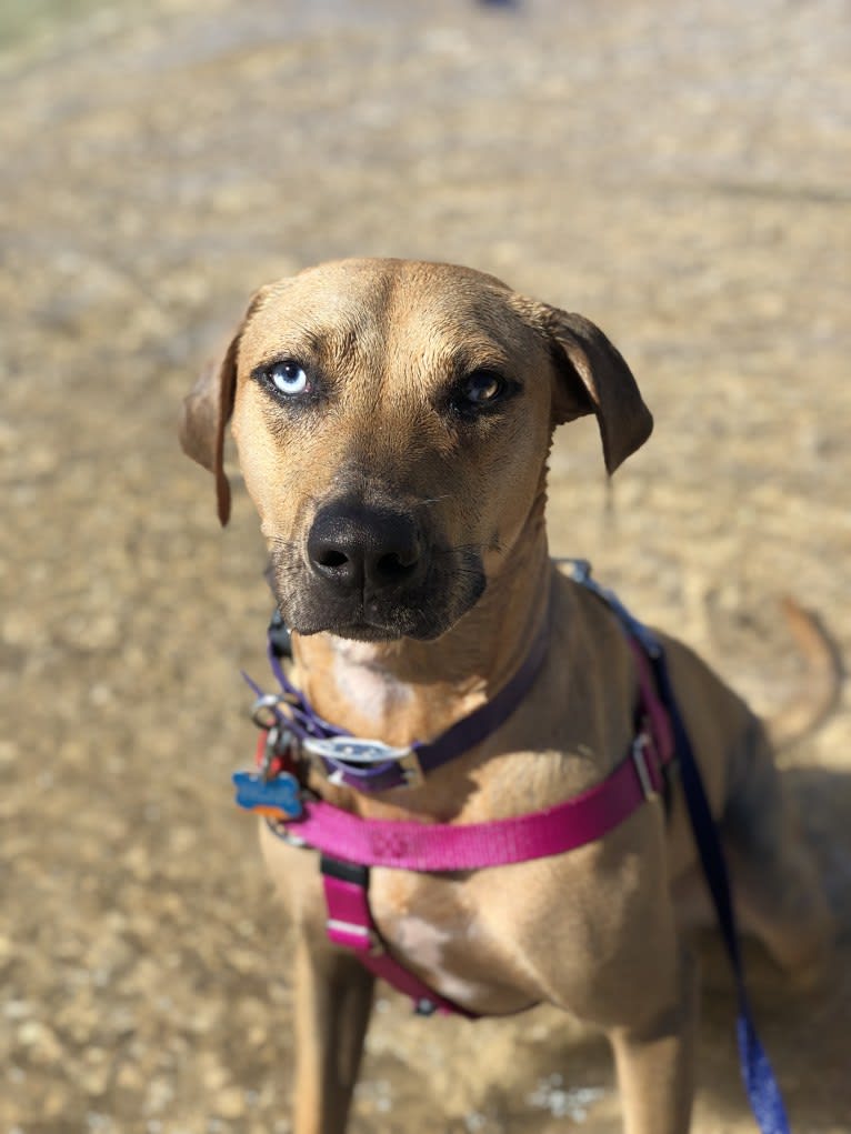 Nalani, an American Pit Bull Terrier and Catahoula Leopard Dog mix tested with EmbarkVet.com