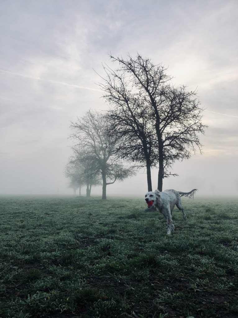 Argus, a Llewellin Setter tested with EmbarkVet.com